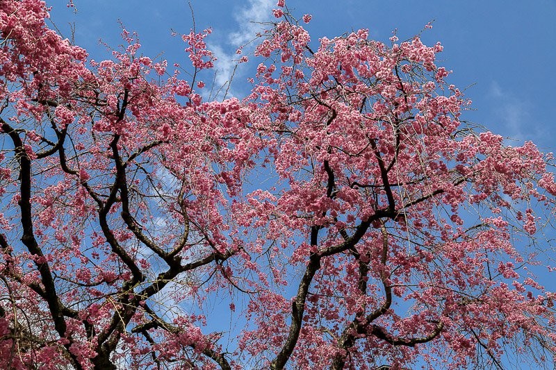 f:id:ropross:20160414163835j:plain f:id:ropross:20160414163835j:plain