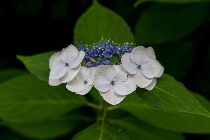 f:id:ropross:20160718160615j:plain f:id:ropross:20160718160615j:plain