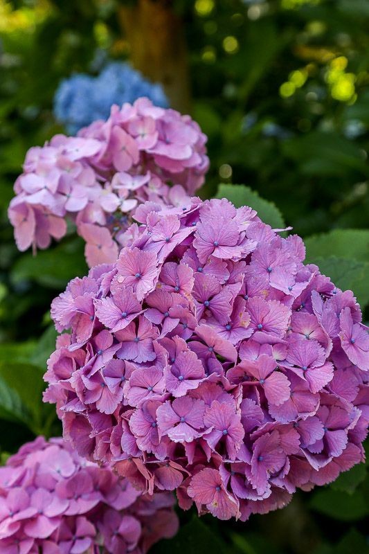 f:id:ropross:20160718160619j:plain f:id:ropross:20160718160619j:plain