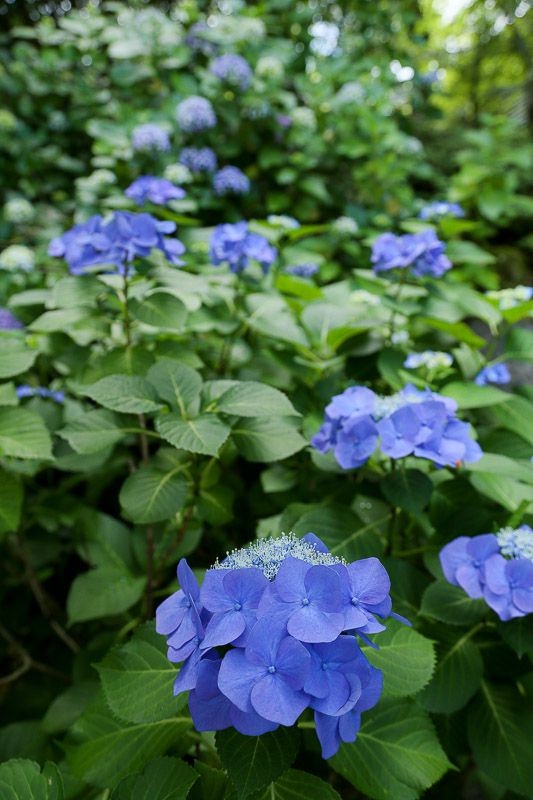 f:id:ropross:20160718160636j:plain f:id:ropross:20160718160636j:plain