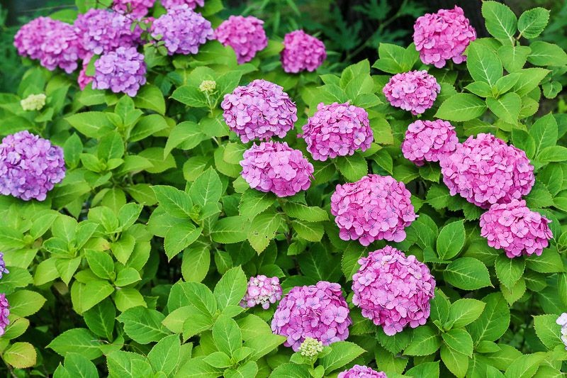 f:id:ropross:20160718160649j:plain f:id:ropross:20160718160649j:plain