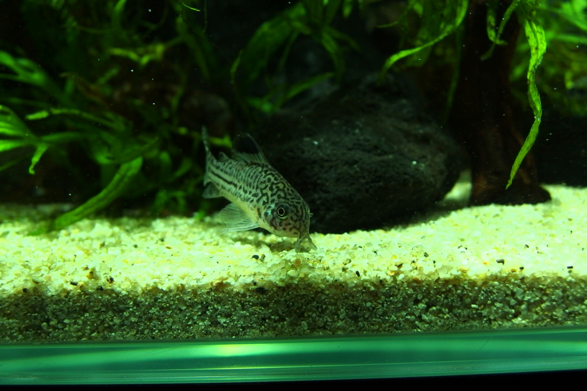 f:id:rotarakusano:20140209010735j:plain f:id:rotarakusano:20140209010735j:plain