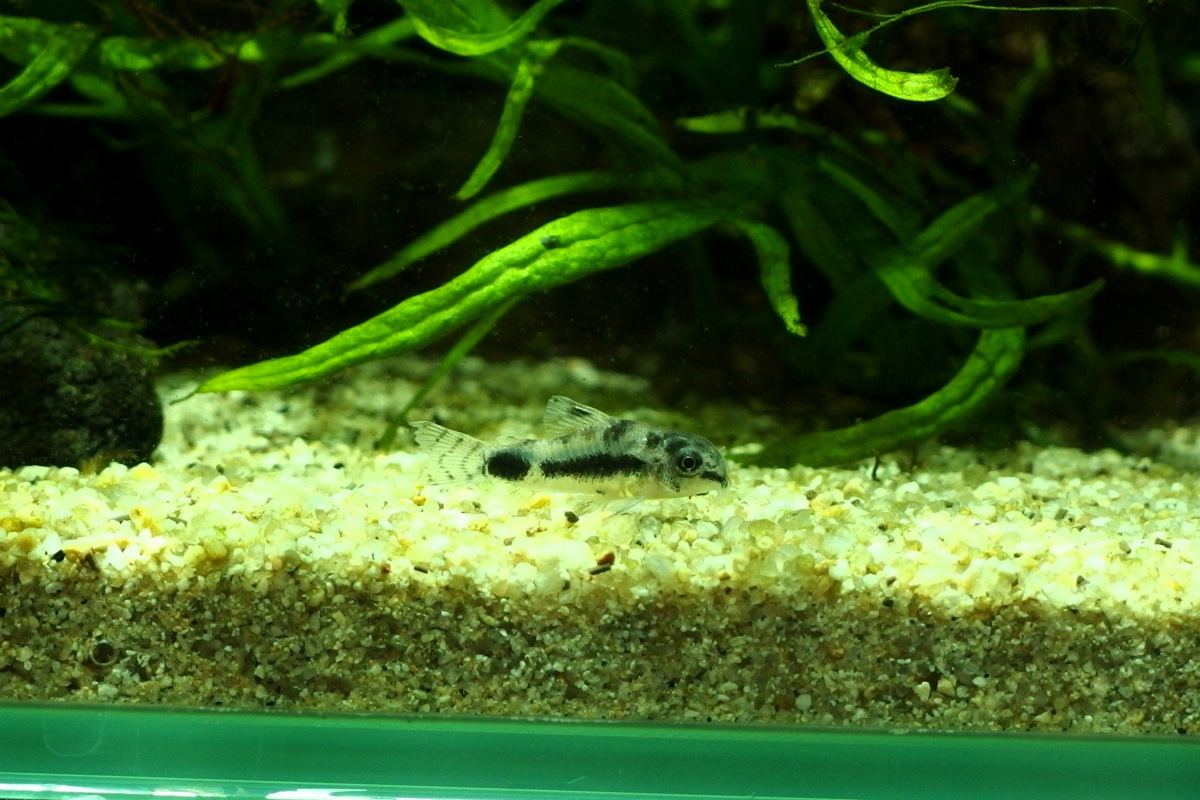f:id:rotarakusano:20140209011010j:plain f:id:rotarakusano:20140209011010j:plain