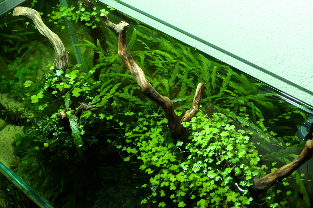 f:id:rotarakusano:20140610033543j:plain f:id:rotarakusano:20140610033543j:plain