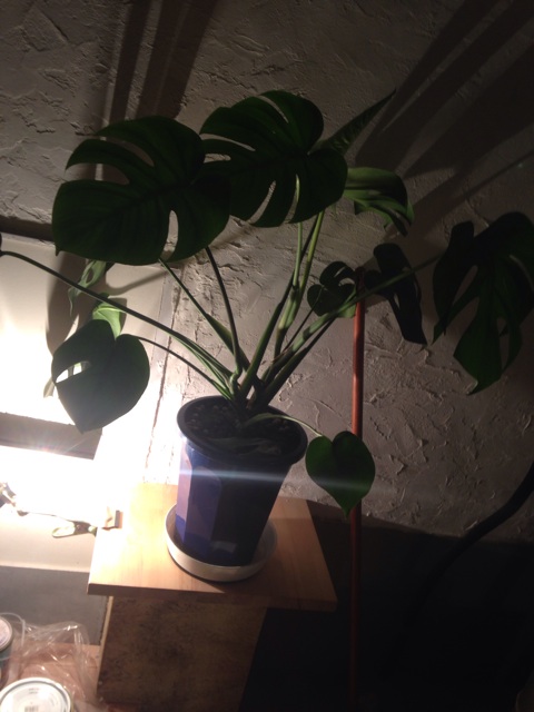f:id:roungelunch:20150318221350j:plain f:id:roungelunch:20150318221350j:plain