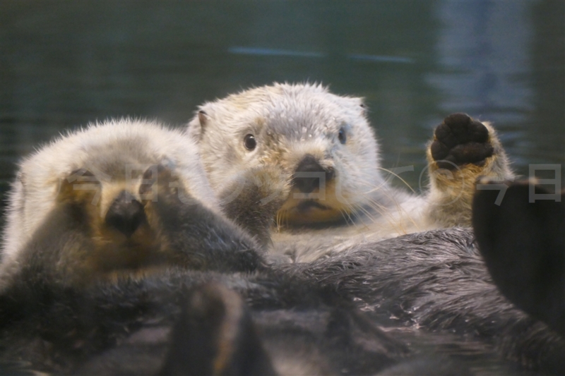 神戸須磨海浜水族園ラッコ館】明日香ちゃんとラッキー君仲良くお