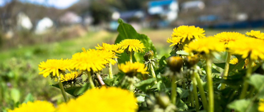 f:id:runavant:20160416214442j:plain f:id:runavant:20160416214442j:plain