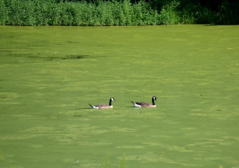 f:id:runawayx2:20150913231141j:plain f:id:runawayx2:20150913231141j:plain