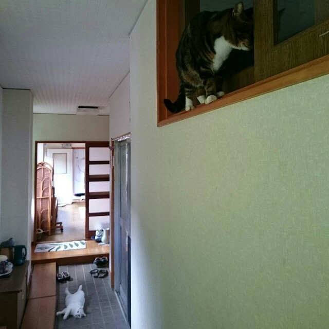 f:id:ryoko-m:20151105004922j:image f:id:ryoko-m:20151105004922j:image