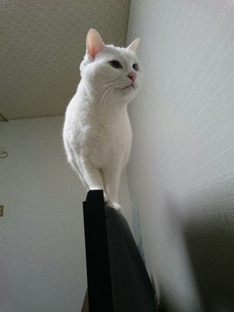 f:id:ryoko-m:20160306012954j:image f:id:ryoko-m:20160306012954j:image