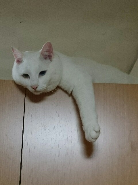 f:id:ryoko-m:20160512231330j:image f:id:ryoko-m:20160512231330j:image