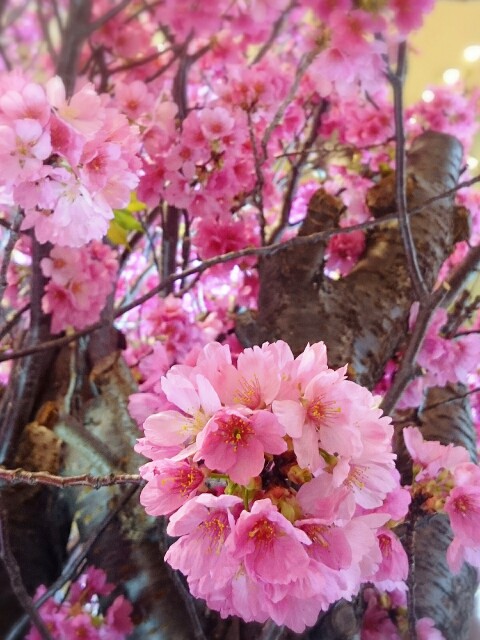 f:id:ryokuchai:20150403182421j:image f:id:ryokuchai:20150403182421j:image