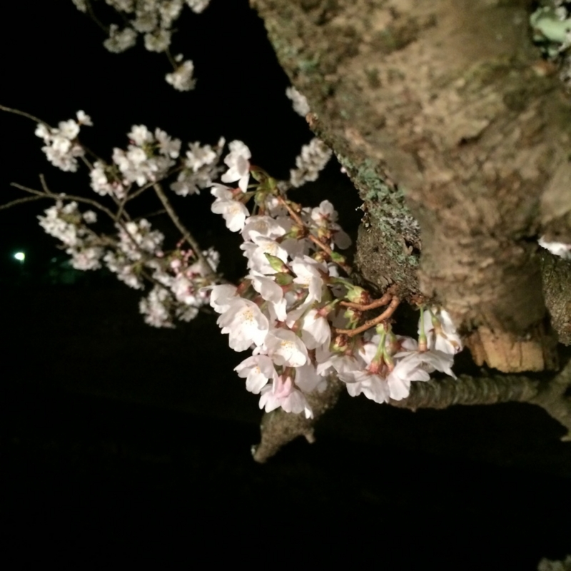 f:id:ryuji_026:20140412020039j:image:w480 f:id:ryuji_026:20140412020039j:image:w480