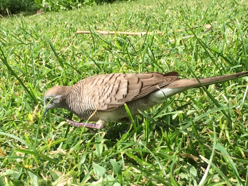 f:id:ryuji_026:20141206060908j:image:w480