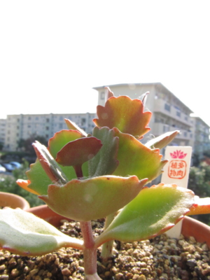 f:id:ryukak:20111009085612j:image f:id:ryukak:20111009085612j:image