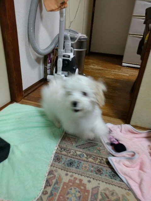 f:id:ryukak:20160311100815j:image f:id:ryukak:20160311100815j:image