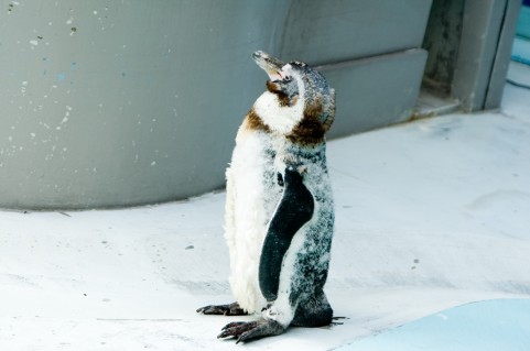 子ペンギンの写真