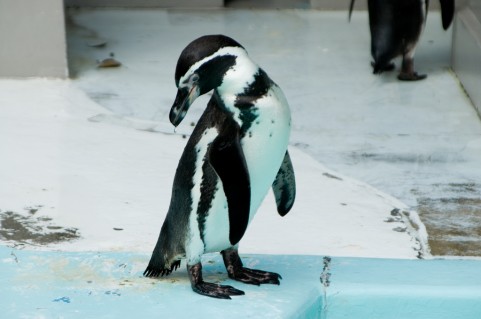 ペンギンの写真