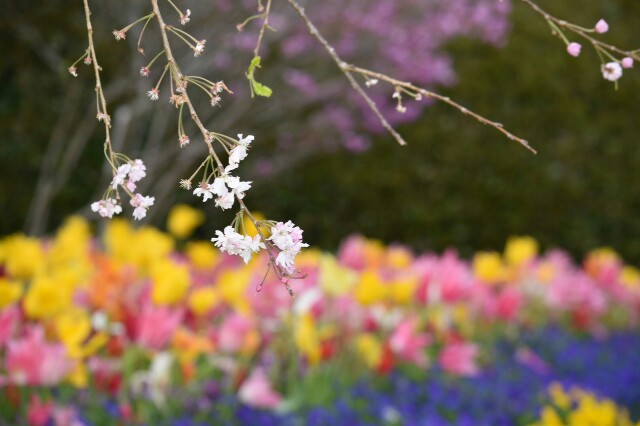 f:id:s-usapon:20150423101511j:image f:id:s-usapon:20150423101511j:image