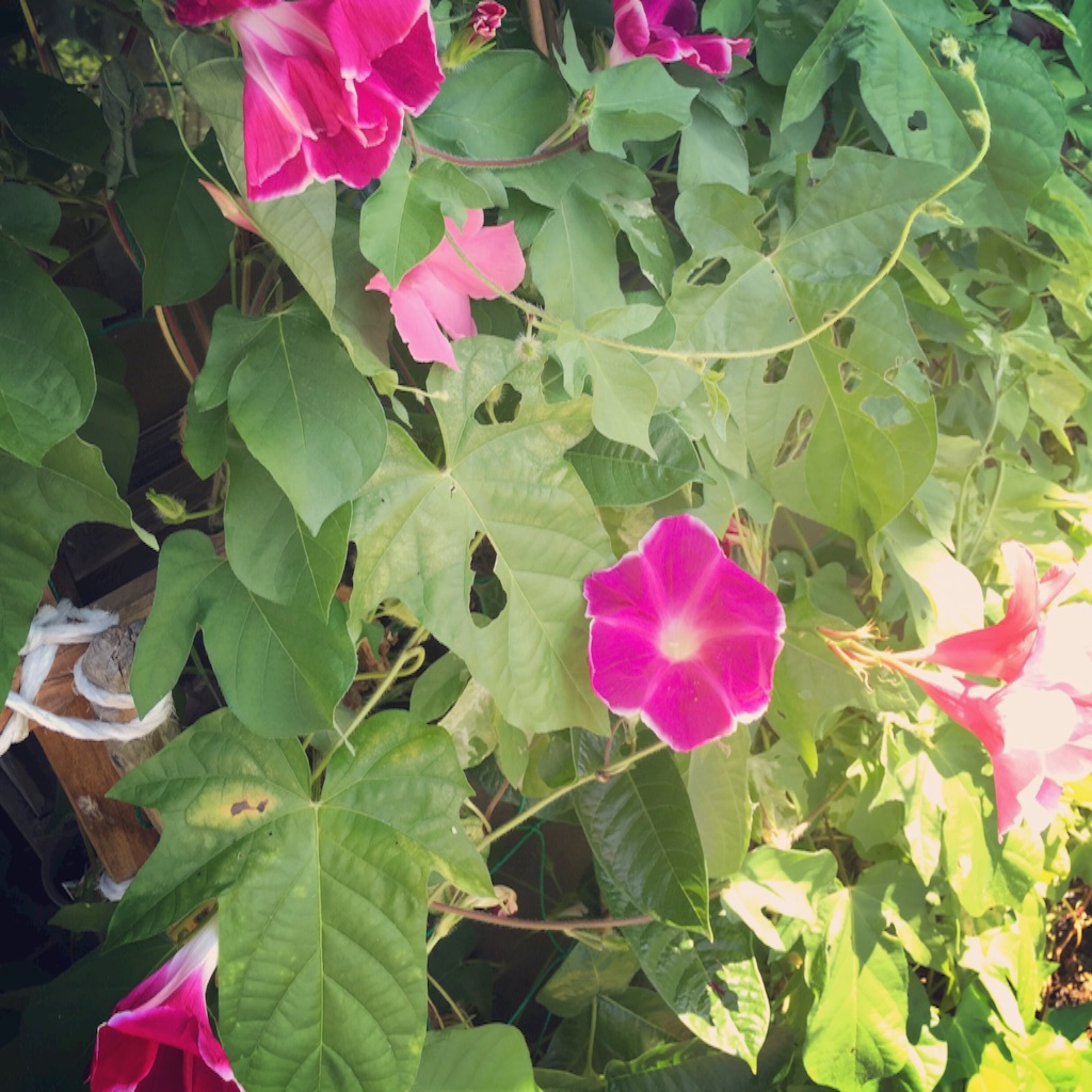 f:id:s-wani85:20150816210635j:image f:id:s-wani85:20150816210635j:image