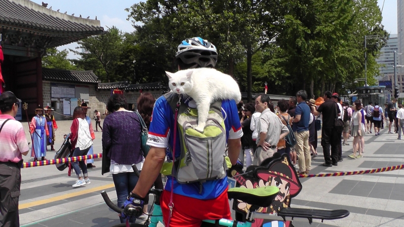 f:id:s276bc81:20150705110727j:plain