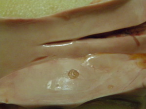 f:id:sabatoika:20091205194431j:image f:id:sabatoika:20091205194431j:image