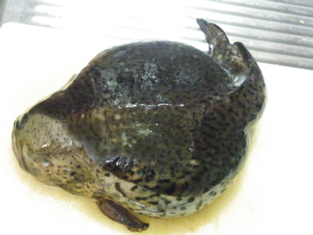 f:id:sabatoika:20100220085556j:image f:id:sabatoika:20100220085556j:image