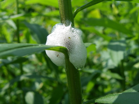 f:id:sabatoika:20100605125208j:image f:id:sabatoika:20100605125208j:image