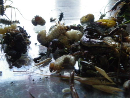 f:id:sabatoika:20100605134101j:image f:id:sabatoika:20100605134101j:image