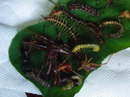 f:id:sabatoika:20100605143047j:image f:id:sabatoika:20100605143047j:image