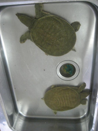f:id:sabatoika:20120325125353j:image f:id:sabatoika:20120325125353j:image
