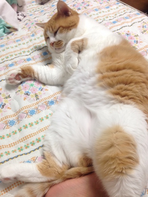 f:id:sachipoteto:20140923231230j:plain