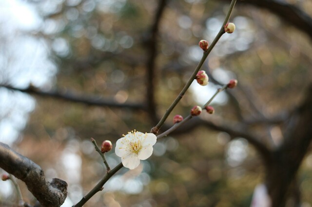 f:id:saculafubuki:20160213212532j:image f:id:saculafubuki:20160213212532j:image