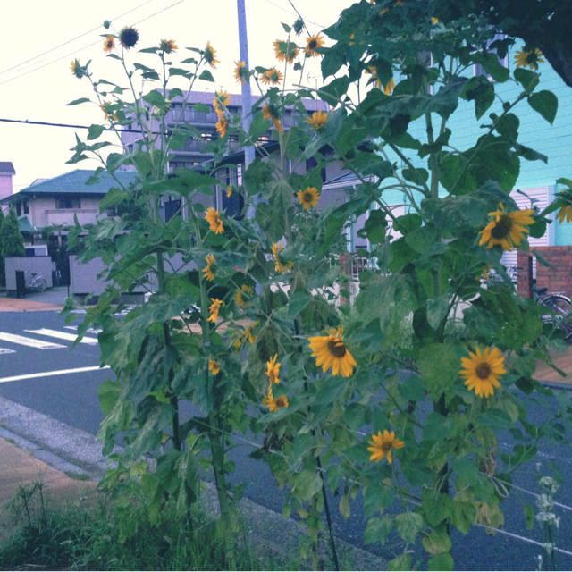 f:id:sahirororo:20130812001059j:plain f:id:sahirororo:20130812001059j:plain