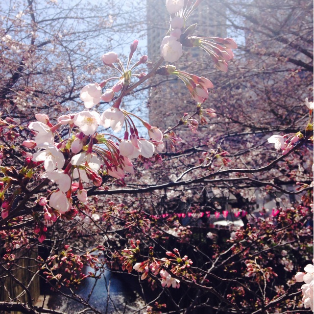 f:id:sahope:20150326114930j:plain f:id:sahope:20150326114930j:plain