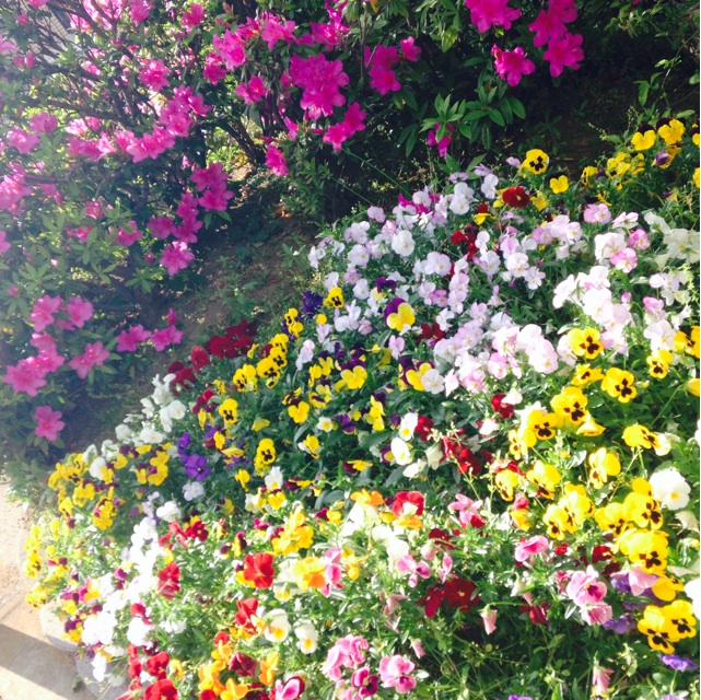f:id:sahope:20150504052249j:plain f:id:sahope:20150504052249j:plain