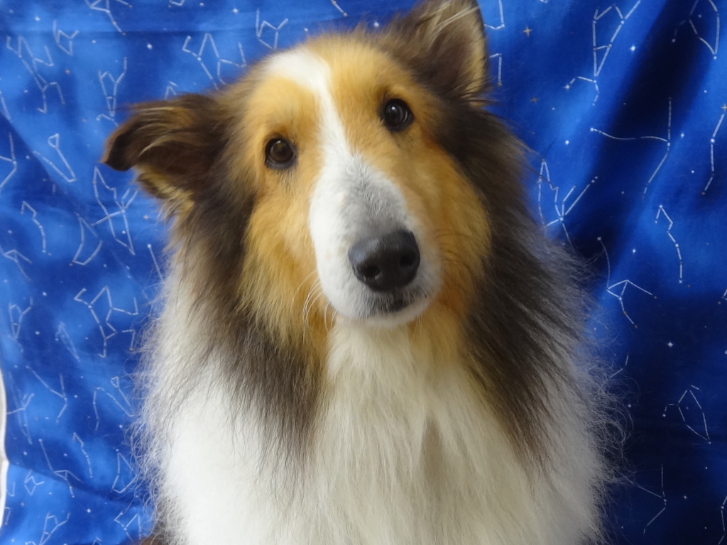 f:id:sainomori-ah:20160315124511j:plain