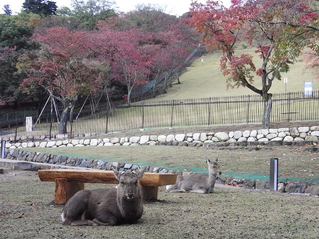 f:id:saitoy05:20111120145806j:plain f:id:saitoy05:20111120145806j:plain