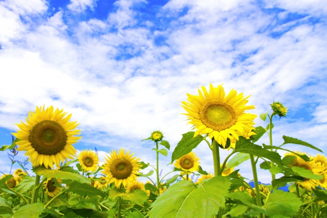 f:id:sakabesharoushi:20160522085902j:plain f:id:sakabesharoushi:20160522085902j:plain