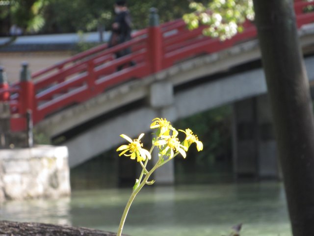 f:id:sakaik_life:20110109000925j:image:w180 f:id:sakaik_life:20110109000925j:image:w180