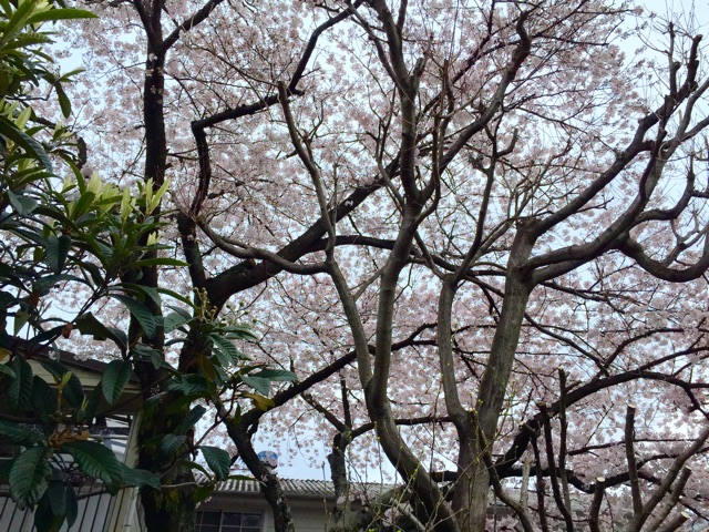 f:id:sakamots:20150401140543j:plain f:id:sakamots:20150401140543j:plain