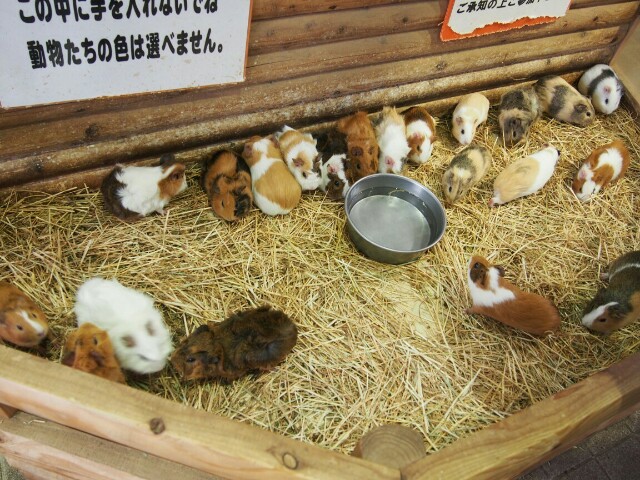 f:id:sakamotwin:20160309225350j:image f:id:sakamotwin:20160309225350j:image