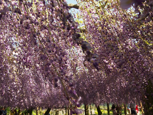 f:id:sakamotwin:20160505015220j:image f:id:sakamotwin:20160505015220j:image