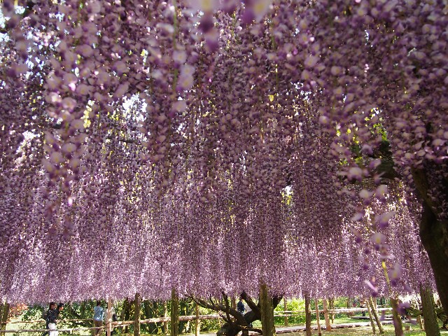 f:id:sakamotwin:20160505015333j:image f:id:sakamotwin:20160505015333j:image
