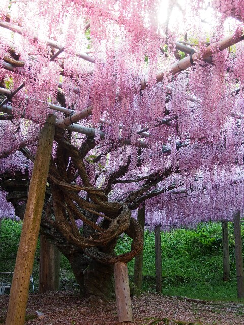 f:id:sakamotwin:20160505015915j:image f:id:sakamotwin:20160505015915j:image
