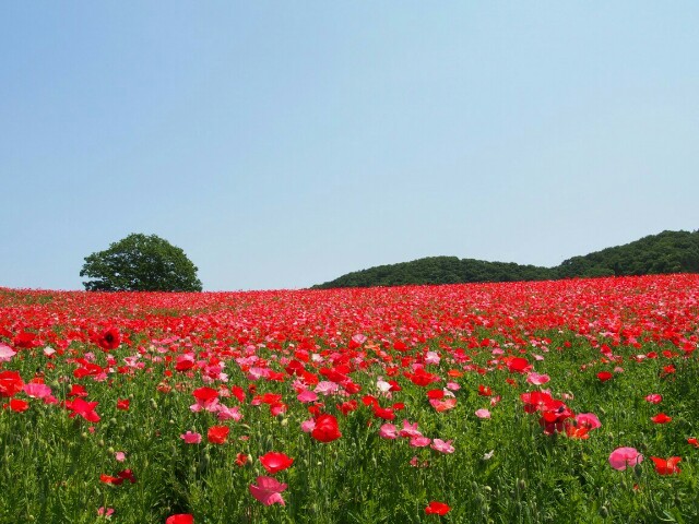 f:id:sakamotwin:20160522223306j:image f:id:sakamotwin:20160522223306j:image