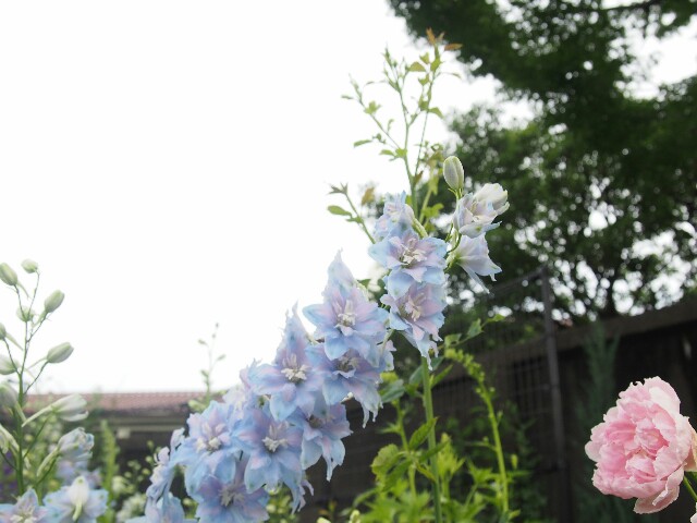 f:id:sakamotwin:20160611235231j:image f:id:sakamotwin:20160611235231j:image