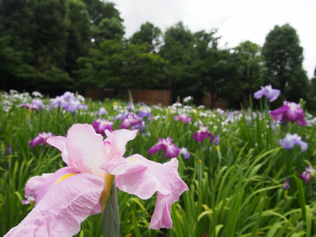 f:id:sakamotwin:20160616223015j:image f:id:sakamotwin:20160616223015j:image
