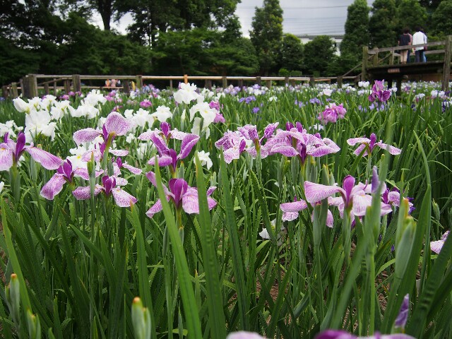 f:id:sakamotwin:20160616225628j:image f:id:sakamotwin:20160616225628j:image