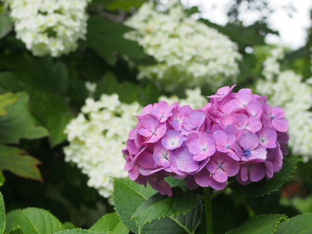 f:id:sakamotwin:20160617203113j:image f:id:sakamotwin:20160617203113j:image